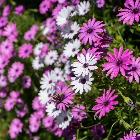 Zarrian Barri Etxea *