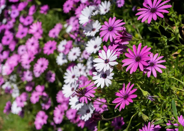 Zarrian Barri Etxea *